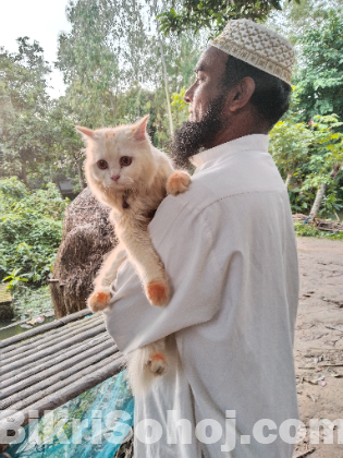 পার্শিয়ান বিড়াল
